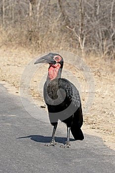 Ground hornbill, Bucorvus leadbeateri