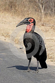 Ground hornbill, Bucorvus leadbeateri