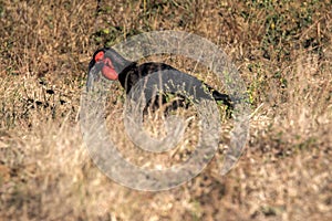 Ground Hornbill, Bucorvus leadbeateri, looking in the grass insects, Botswana