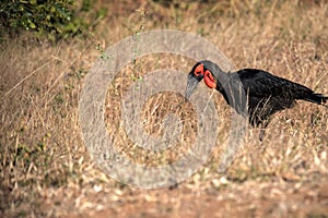 Ground Hornbill, Bucorvus leadbeateri, looking in the grass insects, Botswana