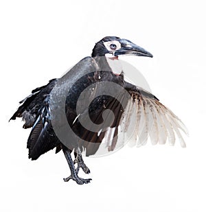 Ground Hornbill. Isolated over white