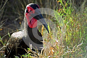 Ground hornbill, Kruger National Park, South African Republic