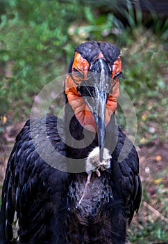 Ground hornbill with a mouse for dinner