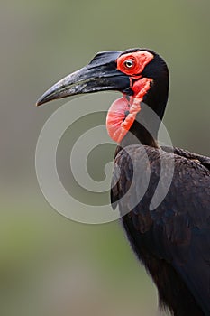 Ground hornbill portrait with clean background