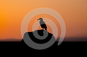 Ground hornbill sunset in the Masai Mara