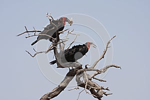 Ground Hornbill to mission control