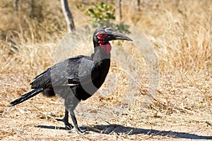 Ground hornbill walking along road