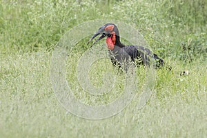 Ground hornbill walking in green grass