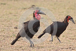 Ground hornbills birds in the african savannah.