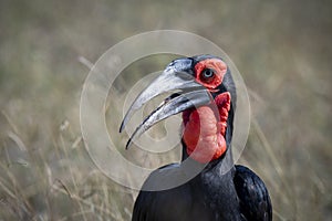 ground hornbills (Bucorvidae) are a family of the order Bucerotiformes, endemic to sub-Saharan Africa