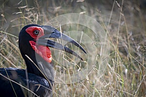 ground hornbills (Bucorvidae) are a family of the order Bucerotiformes, endemic to sub-Saharan Africa