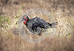 ground hornbills (Bucorvidae) are a family of the order Bucerotiformes, endemic to sub-Saharan Africa