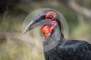 ground hornbills (Bucorvidae) are a family of the order Bucerotiformes, endemic to sub-Saharan Africa