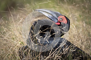 ground hornbills (Bucorvidae) are a family of the order Bucerotiformes, endemic to sub-Saharan Africa