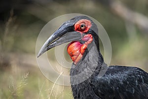 ground hornbills (Bucorvidae) are a family of the order Bucerotiformes, endemic to sub-Saharan Africa photo