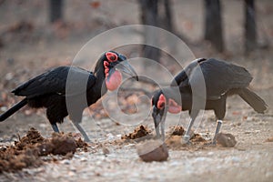 Ground hornbills digging a hole on the ground with a blurred background