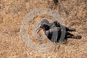 Ground hornbills photo