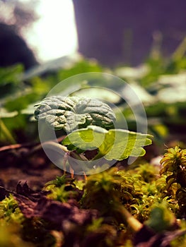 Ground-ivy