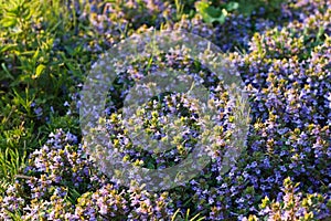 Ground-ivy blooming in april evening light