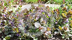 Ground-ivy with flowers ins spring in a German garden