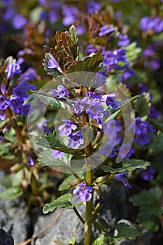 Ground Ivy (Glechoma hederacea)