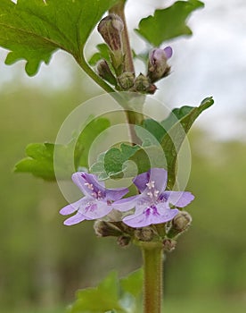Ground ivy (Glechoma hederacea)