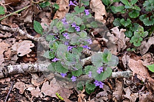 Ground Ivy - Glechoma hederacea, Lopham Fen, Suffolk, England, UK