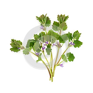 Ground Ivy Herb Plant Herbal Medicine