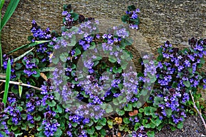 Ground ivy weed Glechoma hederacea. Purple / violet flowers