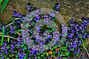 Ground ivy weed Glechoma hederacea. Purple / violet flowers