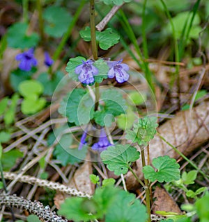 Ground Ivy Wildflowers, Glechoma hederacea