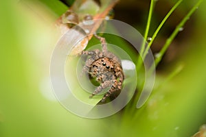 Ground jumping spider, Langona atrata, Satara, Maharashtra, India