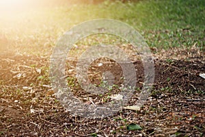 Ground, lawn, tropical, photo for nature background, outdoor, selectable focus.