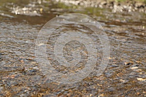 Ground level close up of mud and water sloshing down a stream photo