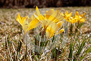 ground level closeup cluster of yellow Crocus flowers in sunlight early Spring photo