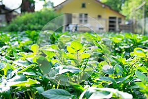 Ground level of green leafed field vegetables on sunny day, with shed in blurry background