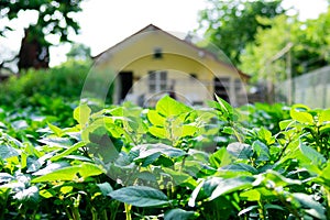 Ground level of green leafed field vegetables on sunny day, with shed in blurry background