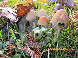 At ground level, among the herbs and under the leaves, mushrooms