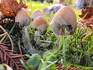 At ground level, among the herbs and under the leaves, mushrooms
