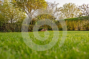 Ground level image of a well maintained and recently cut large garden seen in early summer.