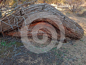 Ground-Level Juniper Trunk