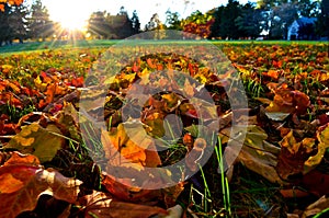 Ground level sundown in the fall