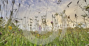 Ground level view of an ancient hay meadow in summer