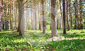 Ground Level View of Coniferous Forest, Shallow Depth of Field