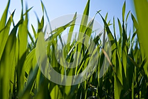 Ground-level view of grass