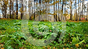 Ground Level View of Green Plants and Fall Forest at Sunny Day, Shallow Depth of Field photo