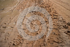 Ground level view horizontal MCU muddy jungle road with fresh vehicle track