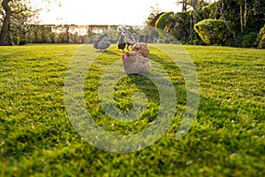 Ground level view of a peking hen seen in a summer garden.