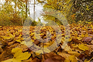   aus laubabwerfend Wald die Straße im herbst 