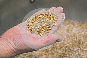 Ground malt seeds. A handful of malt for making beer in a male hand close-up. Kraft brewing from barley grain malt is